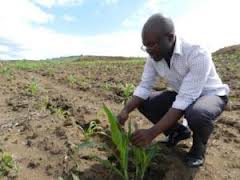 Cameroun production décevante de maïs