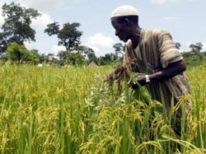 La Guinée lance un projet d’appui à la productivité agricole