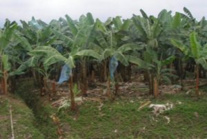 Cameroun Plus d’effort pour la filière banane plantain