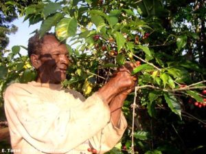 Cameroun quadrupler la production de café