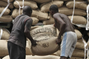 Ghana des difficultés pour la filière cacao