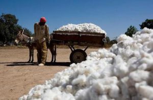 Récolte-de-Coton-graine-en-Afrique