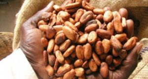 Cote-d-Ivoire-Production-cacaoyere