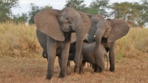 élephants gabon