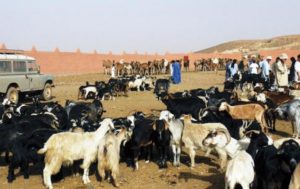 maladies animales-maroc