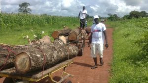 coupure-abusif-foret-senegal