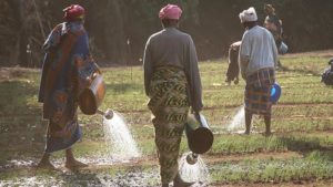 guinee-agriculture