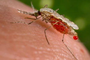 malaria